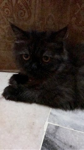 Mimi  - Domestic Long Hair + Persian Cat
