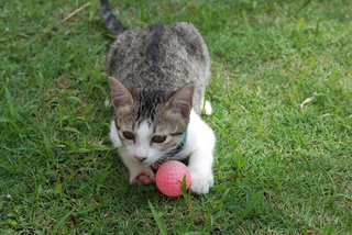 Tiny - Tabby Cat