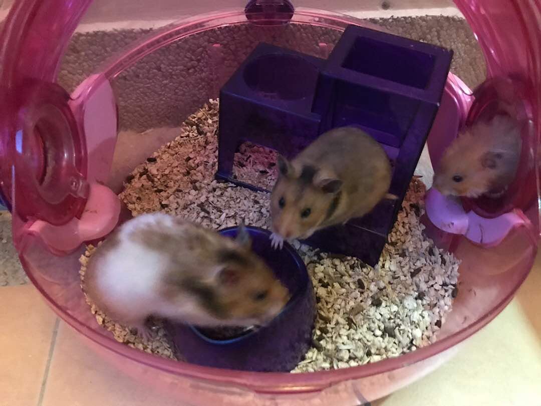 Syrian / Golden Hamster Baby Hamsters For Adoption - 4 Years 3 Months