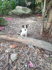 Bouncy - Mixed Breed Dog