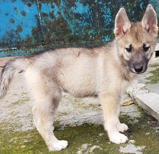 Husky Mix Puppy For Adoption - Siberian Husky Mix Dog