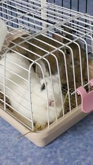 Snowy - Dwarf Rabbit