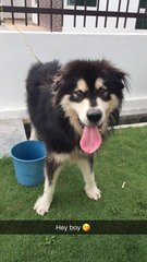 Vader - Alaskan Malamute Dog