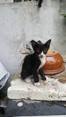 Tuxedo Boy - Domestic Short Hair Cat