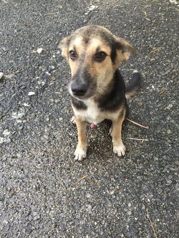 Boy - Mixed Breed Dog