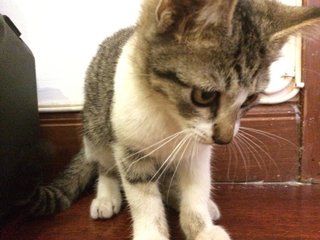 Kittens For Adoption - Tabby Cat