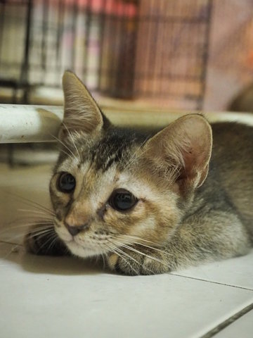 Sheela  - Domestic Short Hair Cat