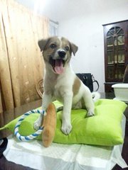 Rogerine - Mixed Breed Dog