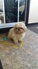 Miki - Shih Tzu Dog