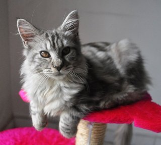 ❤ Elizabeth ❤ - Maine Coon Cat