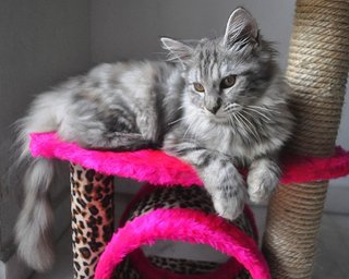 ❤ Elizabeth ❤ - Maine Coon Cat