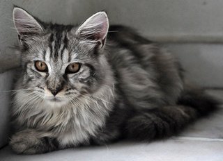 ❤ Elizabeth ❤ - Maine Coon Cat