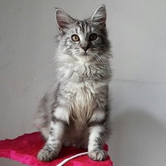 ❤ Elizabeth ❤ - Maine Coon Cat