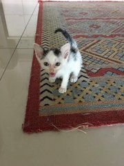 Baby B&amp;w Kitten - Domestic Short Hair Cat