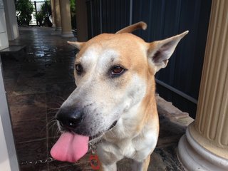 Bintang - Mixed Breed Dog