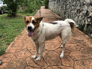 Bunny - Spitz + Border Collie Dog