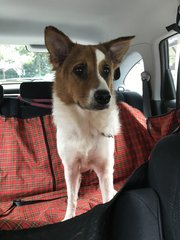 Bunny - Spitz + Border Collie Dog