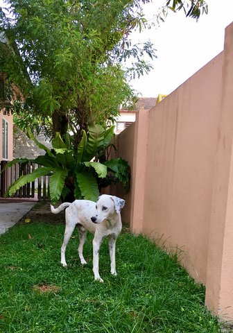 Spotty - Dalmatian Dog