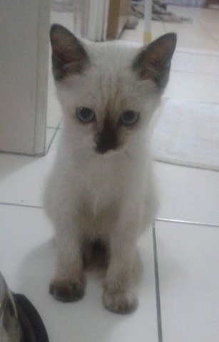 Whitey - Siamese Cat