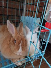 Brownie {angora Mix Teddy Bear } - Angora Rabbit Rabbit