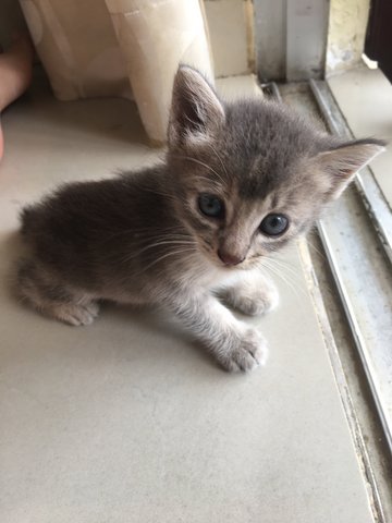 Grey - Domestic Short Hair Cat