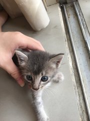 Grey - Domestic Short Hair Cat