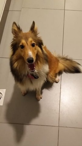 Chase - Shetland Sheepdog Sheltie Dog