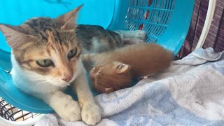 X Y And Z With The Mother  - Domestic Short Hair Cat