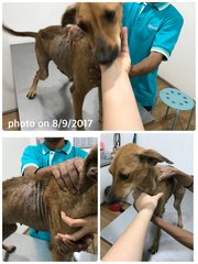 My visit on8/9/2017,Gallery will take her last tvt on the same day.ishebwill receive vaccination aft