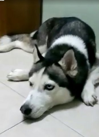 Lost Husky - Husky Dog