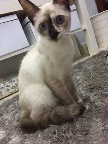 Yam - Siamese Cat