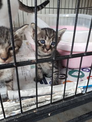 Free Vaccine 🌟 2 Kittens - Domestic Short Hair Cat