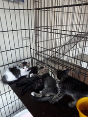 Free Vaccine 🌟 2 Kittens - Domestic Short Hair Cat