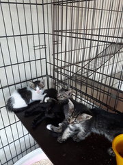 Free Vaccine 🌟 2 Kittens - Domestic Short Hair Cat