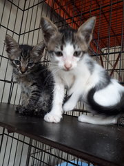 Free Vaccine 🌟 2 Kittens - Domestic Short Hair Cat