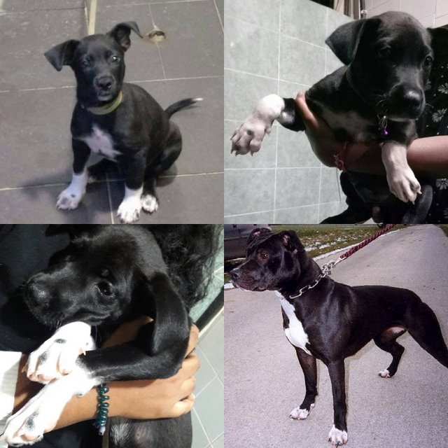 Blacky ( Pitbull Mix ) - Pit Bull Terrier Mix Dog