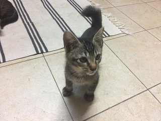 Kittens - Bobtail + Tabby Cat