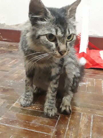 Abyssinian + Maine Coon Kitten Adopted - 6 Months, PF84796 from Puchong ...