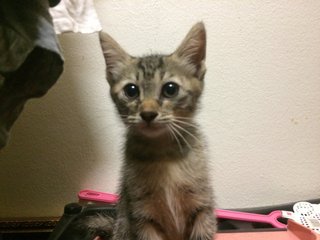 Jingga, Tabby &amp; Calico  - Domestic Short Hair + Domestic Long Hair Cat