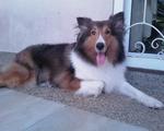 Hana - Shetland Sheepdog Sheltie Dog