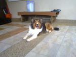 Hana - Shetland Sheepdog Sheltie Dog