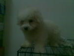 Best Quality Cute Maltese With Mka - Maltese Dog