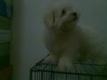 Best Quality Cute Maltese With Mka - Maltese Dog