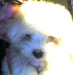 Best Quality Cute Maltese With Mka - Maltese Dog