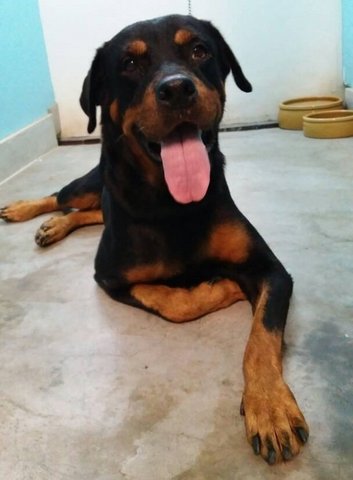 Kaka - Rottweiler Dog