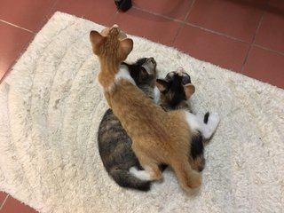 Calico, Tabby And Jingga - Domestic Medium Hair + Tortoiseshell Cat