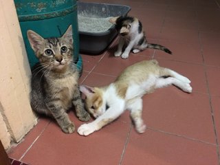 Calico, Tabby And Jingga - Domestic Medium Hair + Tortoiseshell Cat