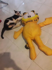 We give her a garfield to be her friend and end up..(next photo)