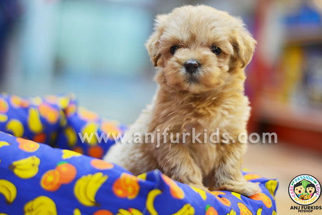 Maltese + Poodle Puppy Sold - 2 Months, Quality Mini Maltese Mix Poodle ...