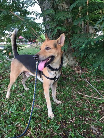 Oreo - Mixed Breed Dog